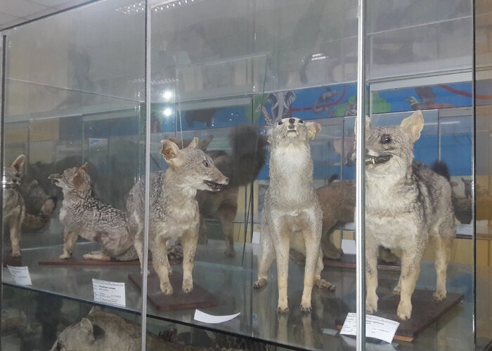 Museum of Zoology