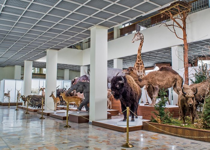 Zoological Museum behalf Ivanauskas Tadasa