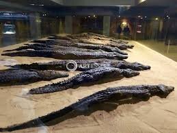 Crocodile Museum