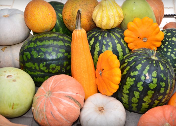 The Water-melon Museum