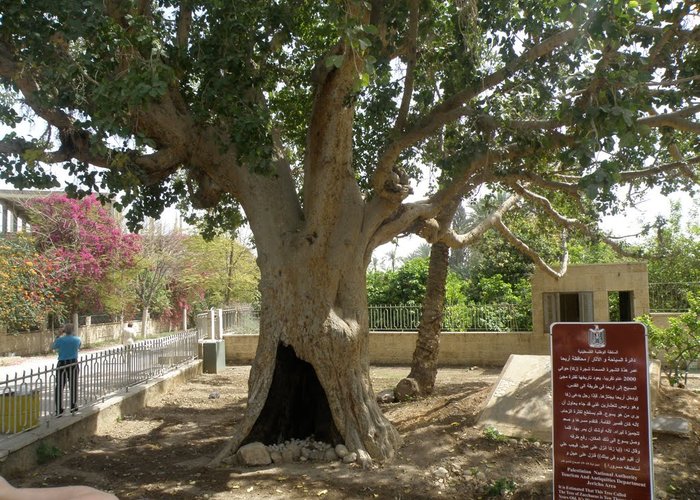 Zaccheus′ Tree